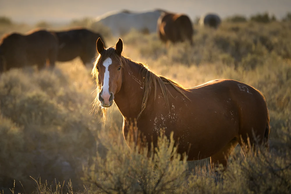 Wild Mustang Sunrise