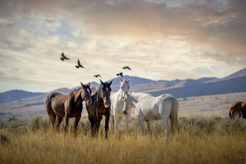 Wild Mustang Family - Utah