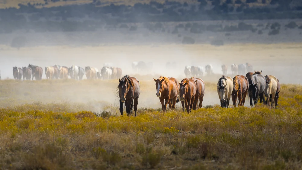 Wild Mustang Herd - Ut