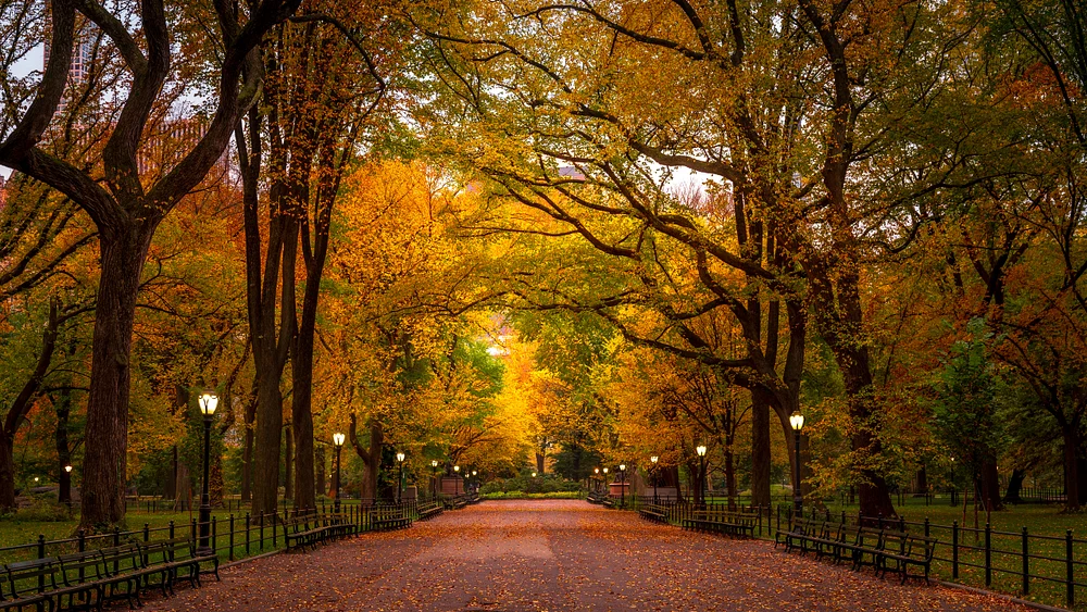 Central Park Mall Sunrise