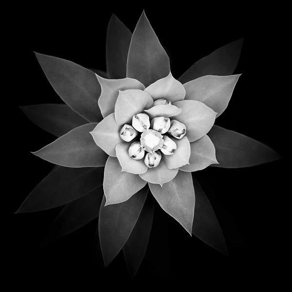 Barbara Altevers Photography