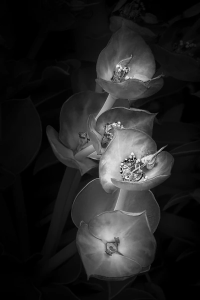Black-and-white close-up of a Myrtle Spurge bloom beginning to fade, showing its changing texture and form.