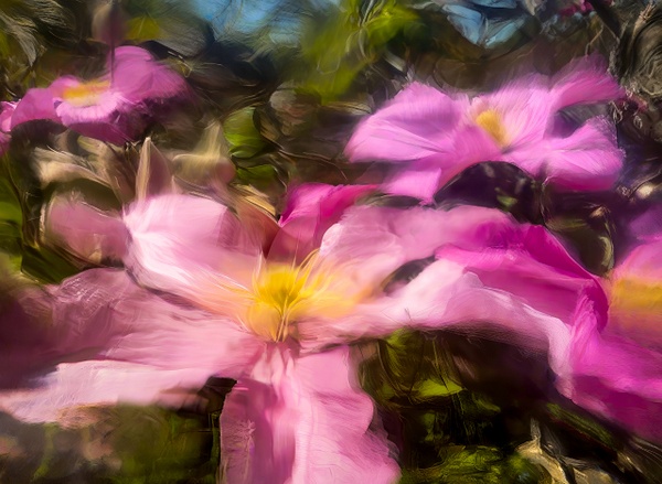 IMG_1119-topaz-focus-denoise - Botanicals - Abstract Photography by Julie Markes