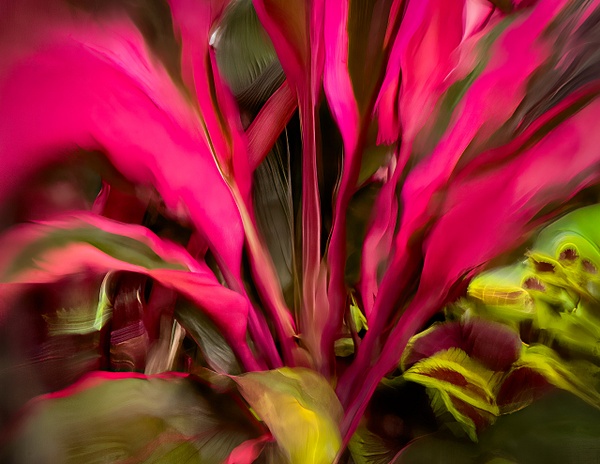 TI plant - 20 of 89-Edit-2 - Botanicals - Abstract Photography by Julie Markes