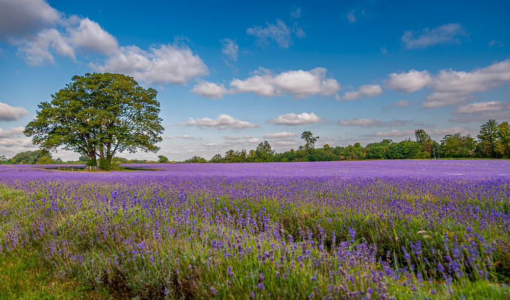Lavender Fields, England