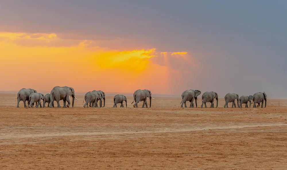 Elephants, Amboseli