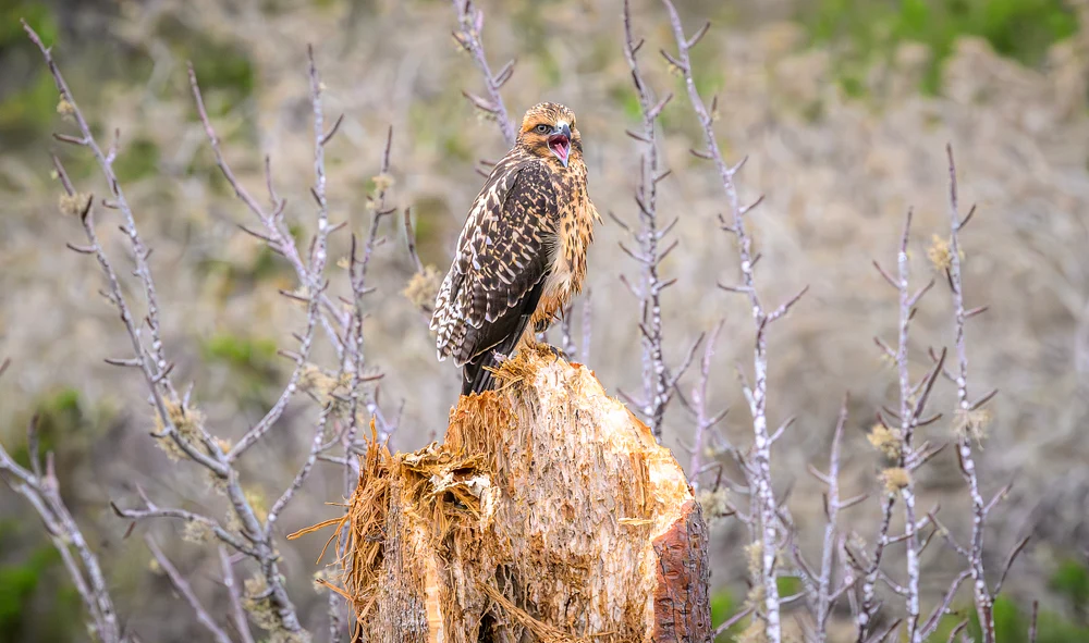 Galapagos Hawk