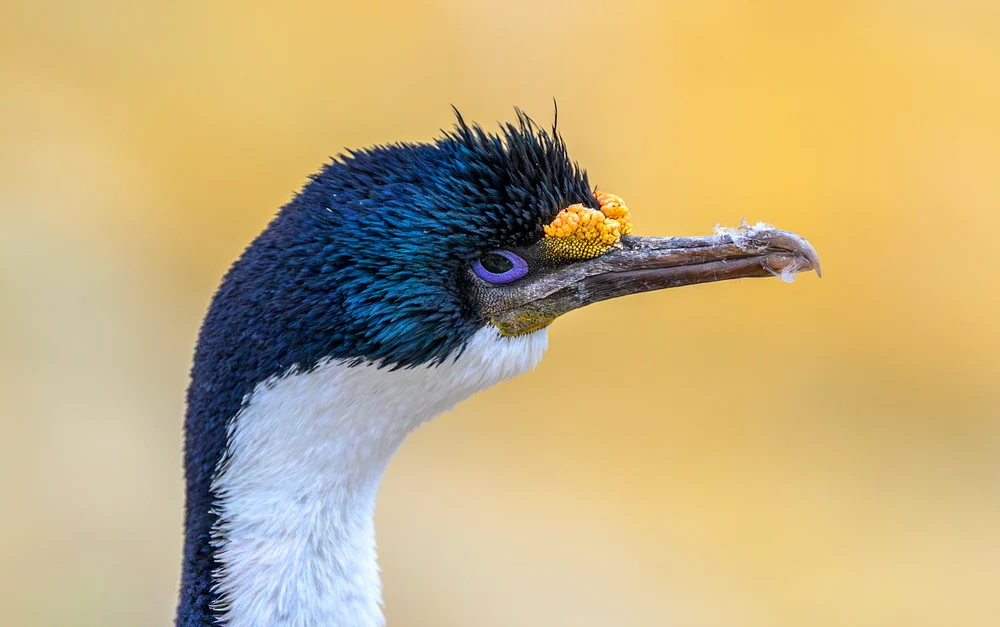 Imperial Shag