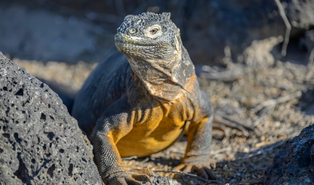 Yellow Land Iguana, Galagapos