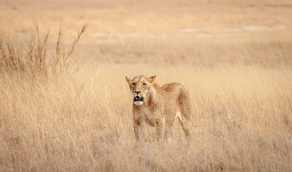 Lioness, Serengeti