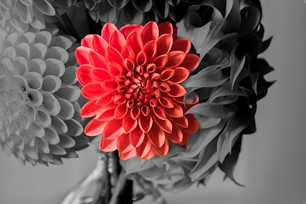 _DSF6026 - Observations - Duane Behie Photography