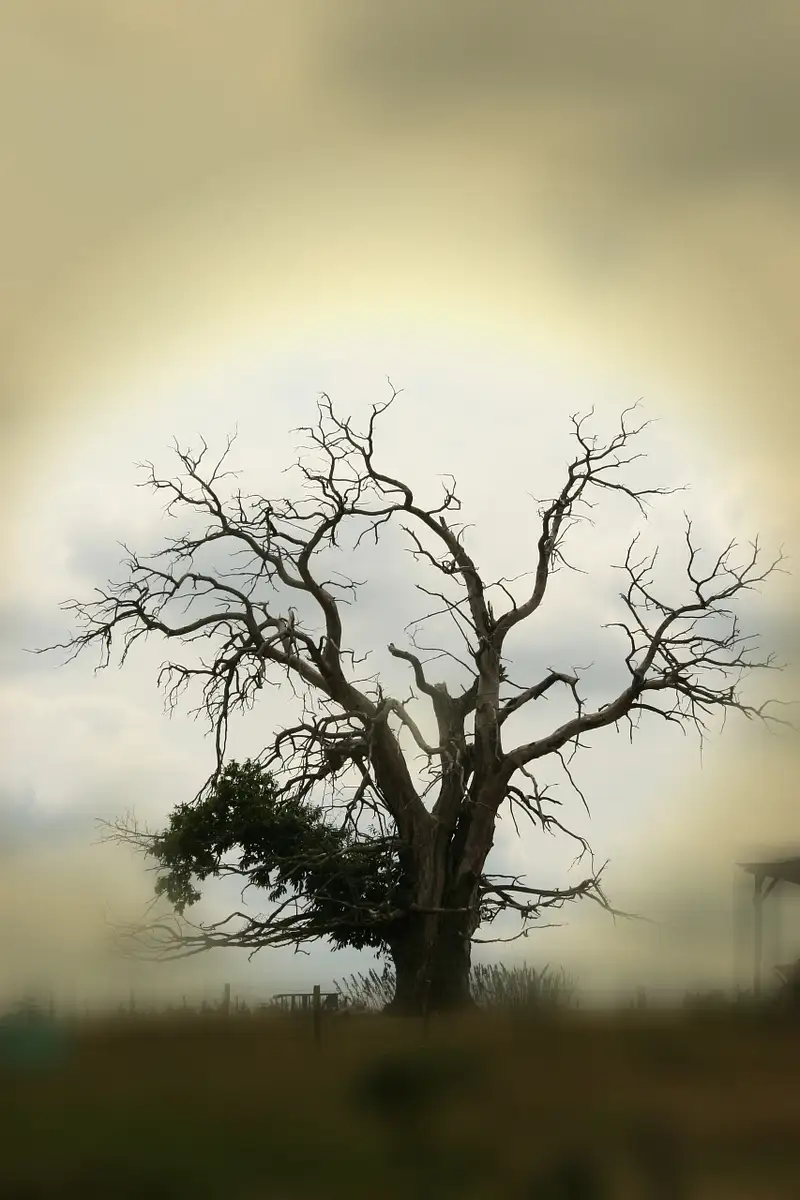 Daniel Royer Photography