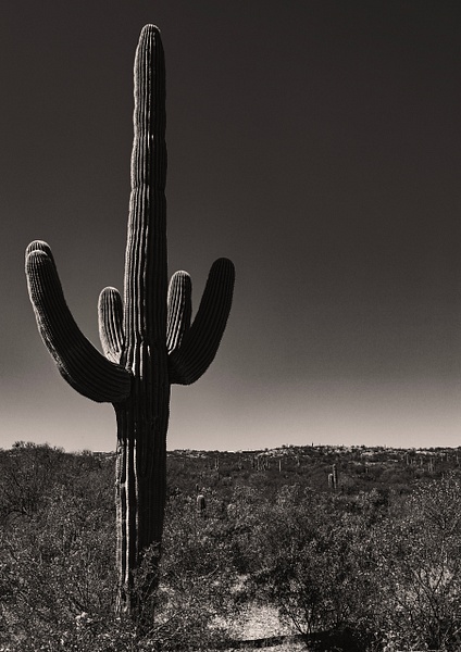 B &amp; W 05 - 1NEW__BLACK &amp; WHITE - Daniel Royer Photography
