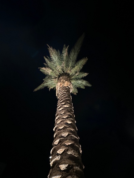 Trees, cactii, flowers 07 - Cactii, Trees, Flowers - Daniel Royer Photography
