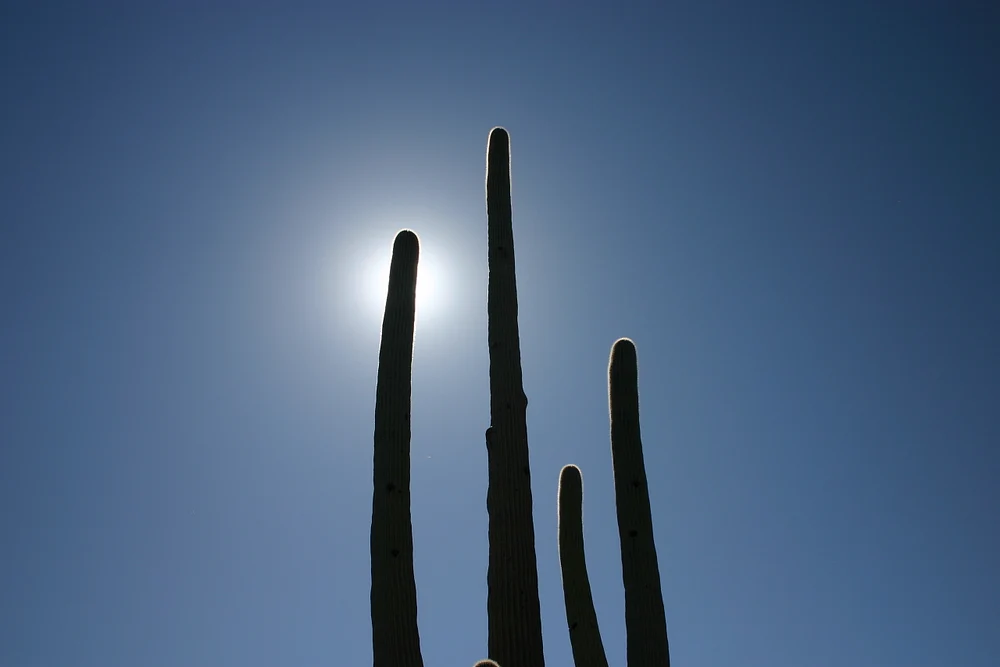 Trees, cactii, flowers 12