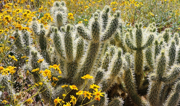 Trees, cactii, flowers 08 - Cactii, Trees, Flowers - Daniel Royer Photography
