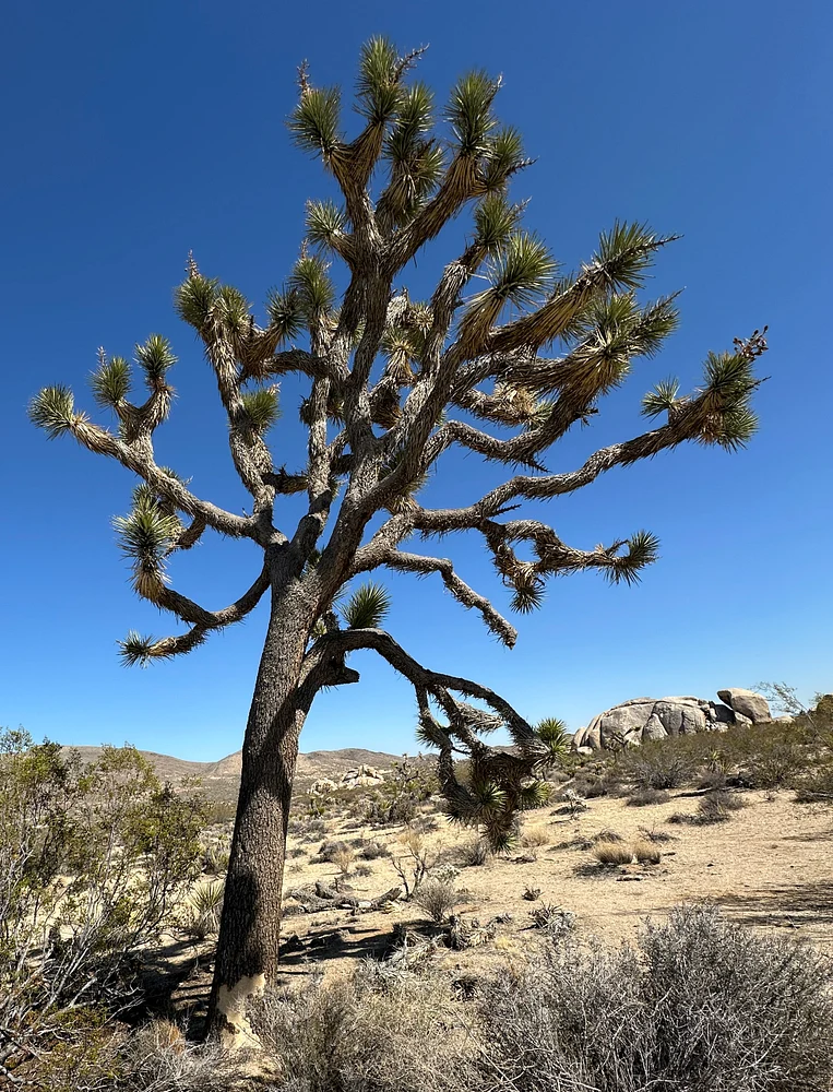 Trees, cactii, flowers 11