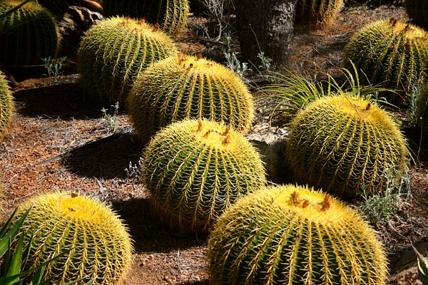 Trees, cactii, flowers 09 - Cactii, Trees, Flowers - Daniel Royer Photography