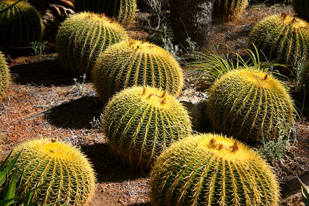 Trees, cactii, flowers 09