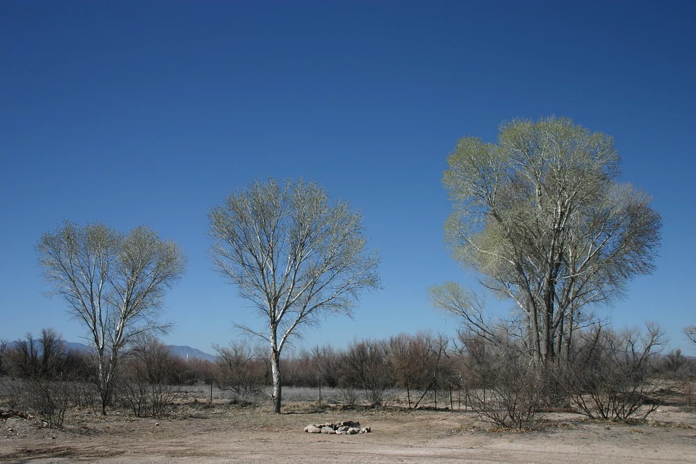Trees, cactii, flowers 05