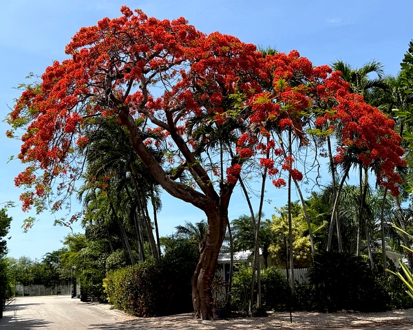 Trees, cactii, flowers 06 - Cactii, Trees, Flowers - Daniel Royer Photography