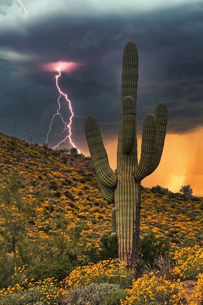 Design 19 - Design - Daniel Royer Photography