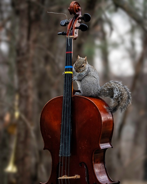 0Q4A3125-Edit-3 - Animals and Music - Paul Kober Photography