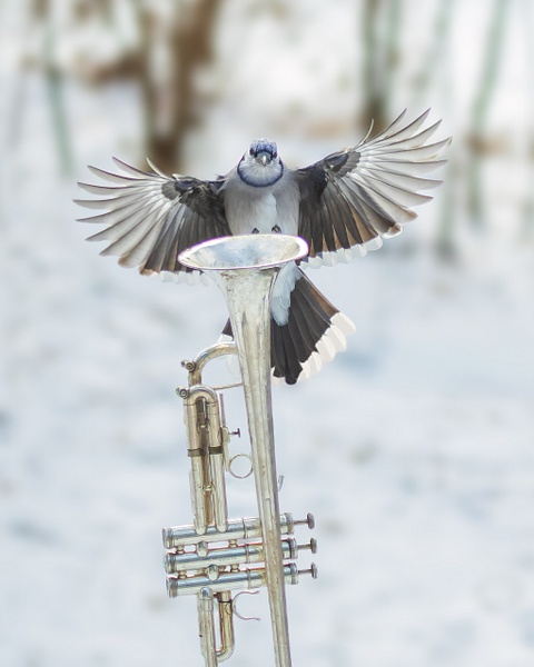 Swooping blue jay trumpet - Animals and Music - Paul Kober Photography