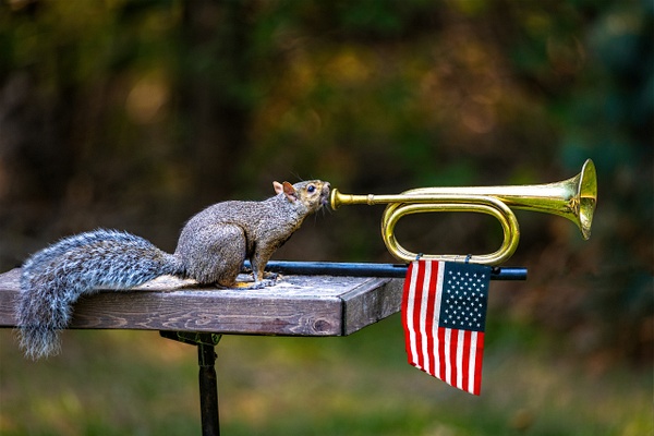 Taps, 6736 - Animals and Music - Paul Kober Photography