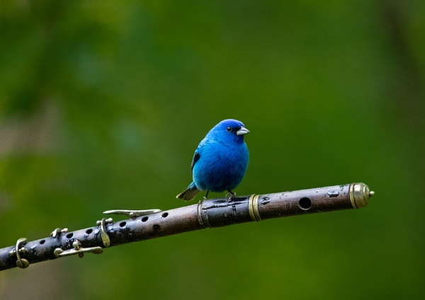 0Q4A5872-Edit - Animals and Music - Paul Kober Photography