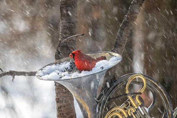 0Q4A8520-Edit-Edit - Animals and Music - Paul Kober Photography