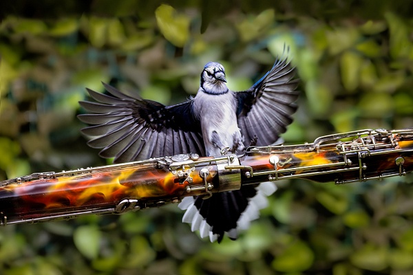 6J6A8045-Edit-Edit-Edit-Edit - Animals and Music - Paul Kober Photography