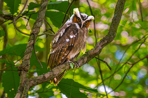 Owl perched on a branch surrounded by vibrant green leaves in Costa Rica.