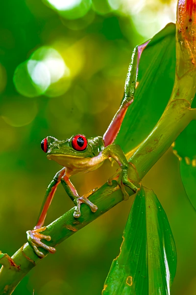 Red-eyed tree frog on a bamboo stalk in the Costa Rican jungle.