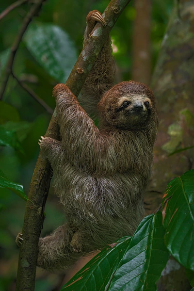 A sloth climbing a tree in the vibrant rainforest of Costa Rica.