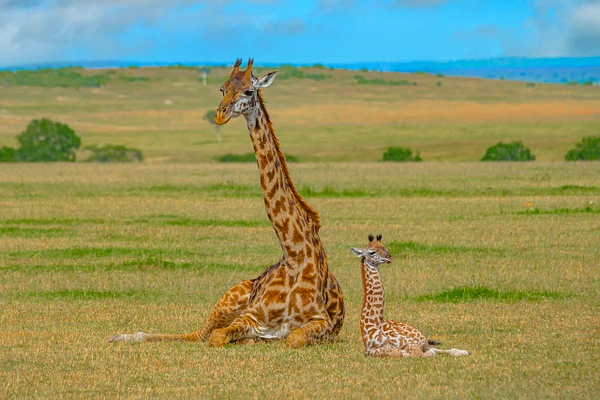 Adult and calf giraffes resting in the African savanna under a blue sky.