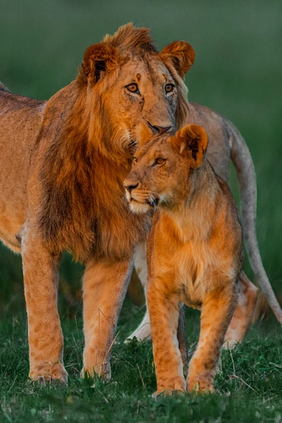 A male and female lion standing together in the African savanna at dusk.
