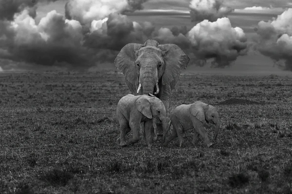 A black-and-white image of a family of elephants in the African savanna with dramatic clouds.