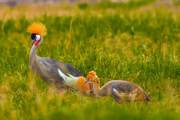 Two cranes in a green grassland, showcasing vibrant colors and unique features.