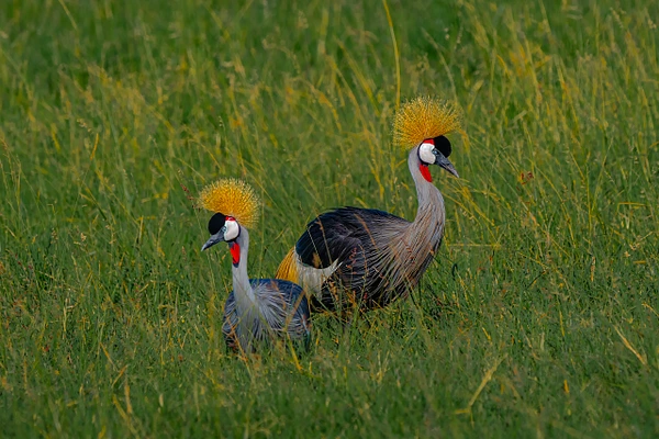 Two Grey Crowned Cranes walking through green grass in Africa.