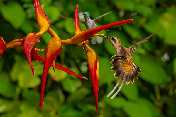 Two vibrant hummingbirds feeding on bright heliconia flowers in Costa Rica.