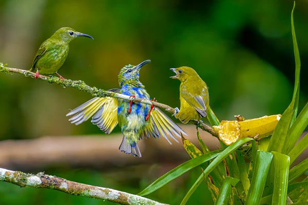 Three colorful hummingbirds perched on a branch in a lush rainforest setting.
