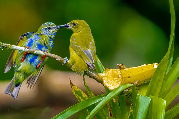 Two colorful birds interacting on a branch in Costa Rica's rainforest.