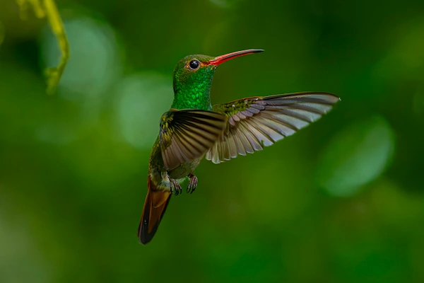 A vibrant hummingbird with emerald feathers and a red bill hovering mid-air against a blurred green background.
