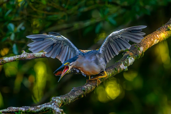 A heron with outstretched wings perched on a branch in a green forest.