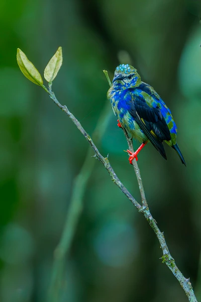 A colorful bird perched on a slender branch surrounded by greenery.