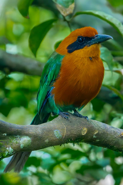 A vibrant bird with an orange crown and green feathers perched on a branch surrounded by lush greenery.
