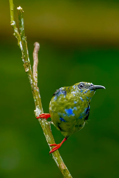 A unique green bird with blue accents perched on a slender branch.