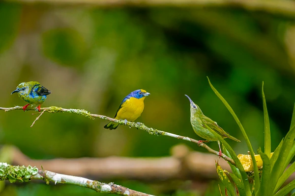 Three colorful birds perched on a mossy branch amidst lush greenery.