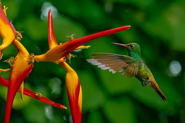 A vibrant hummingbird hovers near bright red and yellow heliconia flowers against a blurred green background.